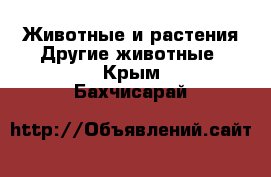 Животные и растения Другие животные. Крым,Бахчисарай